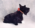 Scottie Portrait